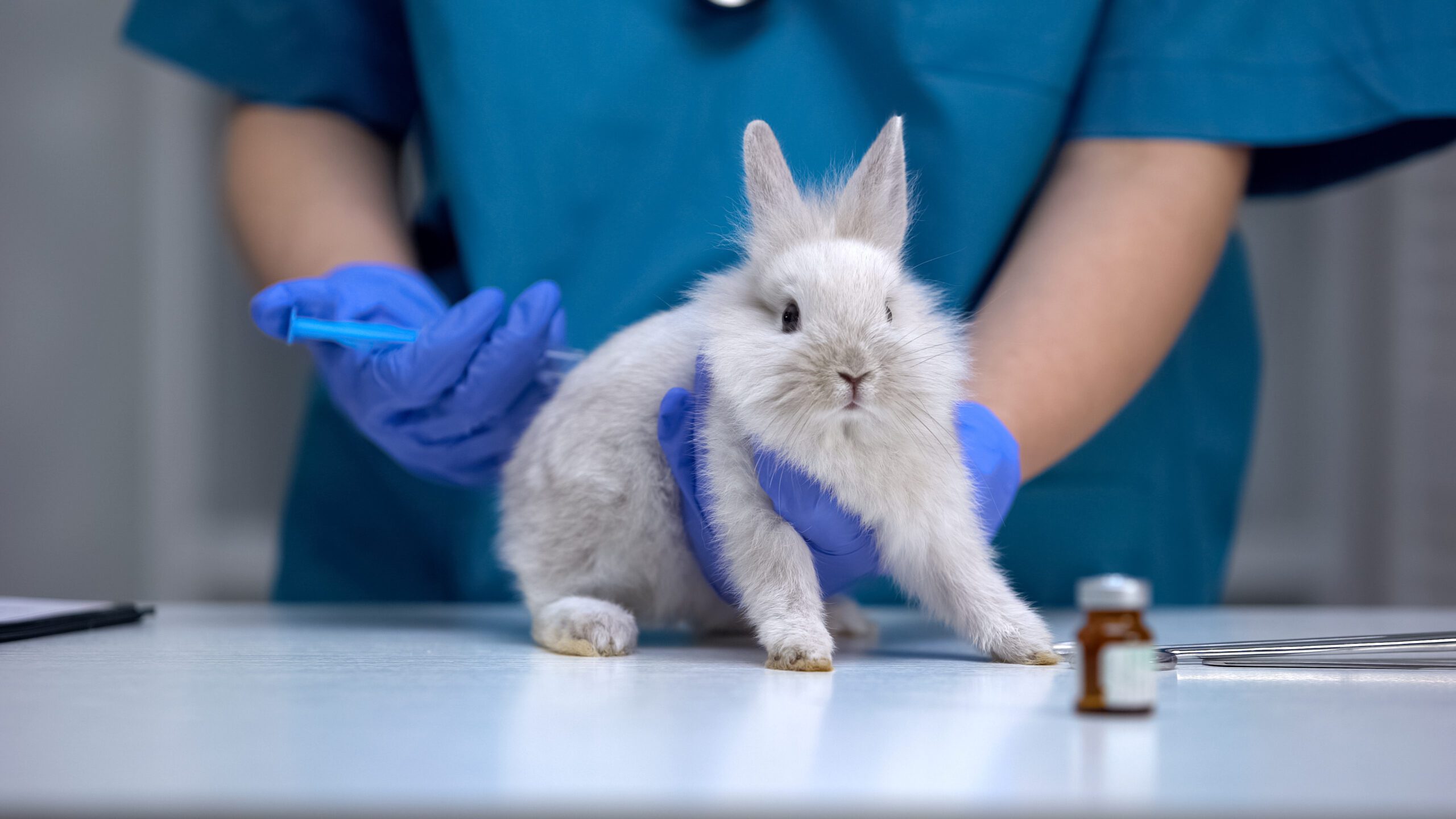 Ética y bienestar animal: Perspectivas filosóficas